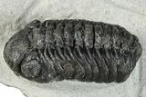 Bargain, Austerops Trilobite - Ofaten, Morocco #287544-1